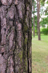 Texture of the pine bark, on the beach.