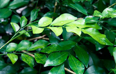 green leaf nature background.