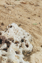 Fototapeta na wymiar 砂浜の白い石
