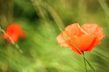 Fototapeta premium Poppy with green