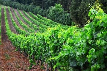 Fototapeta na wymiar Royal organic vineyards,Vineyard and vines in the early summer, royal vineyard