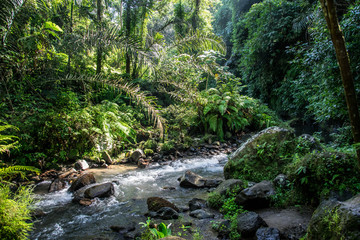 Fototapeta na wymiar Indonesian Rainforest, Ubud, Bali