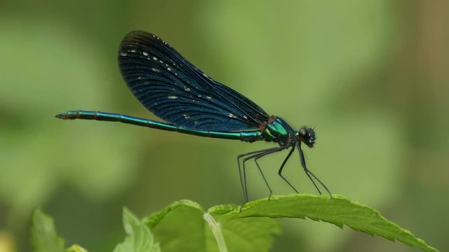 Beautiful demoiselle (Calopteryx virgo) - ungraded footage