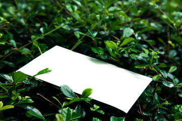 White card on green leaf.
