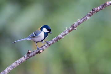 great tits