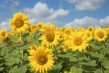 SonnenblumenFeld