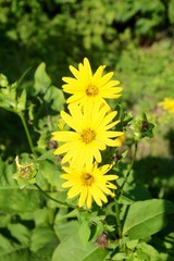 The yellow wildflowers on a close up view.