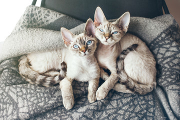 Two pretty Devon Rex cats with blue eyes are sitting together on the soft wool blanket and looking at camera, light flair effect. Lifestyle photo of napping kitties, happy domestic pets concept