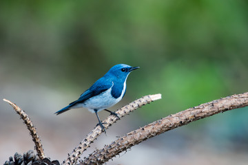 Blue Marine Flycatcher