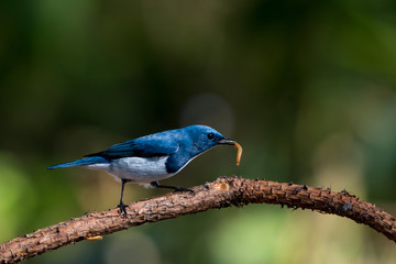 Blue Marine Flycatcher