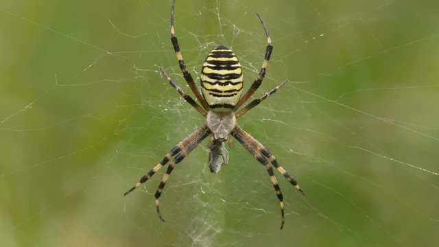 Wasp spider eating prey in web