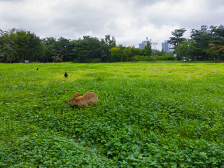 City park