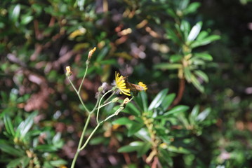 Margherite gialle con farfalla