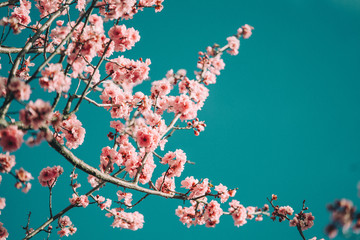 Cherry Blossom Tree 6