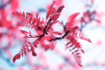 Pink leaves in sunshine against background of the blue sky. Beautiful, surreal, romantic concept.