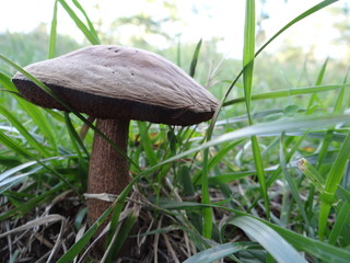 Pilze