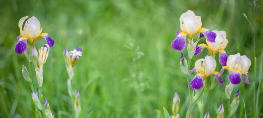 Beautiful Nature background with Iris Flowers