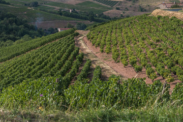 Fototapeta na wymiar Paysage typique des vignobles du Beaujolais en france