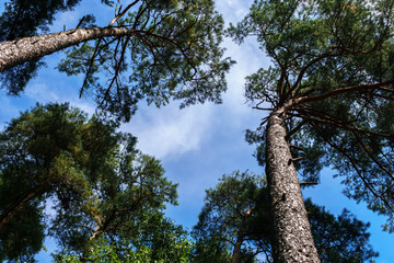 Fototapeta premium The blue sky, which can be seen through the crowns of trees.