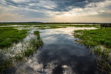 Fototapeta na wymiar Narew river in Narew National Park near Waniewo village, Podlasie, Poland