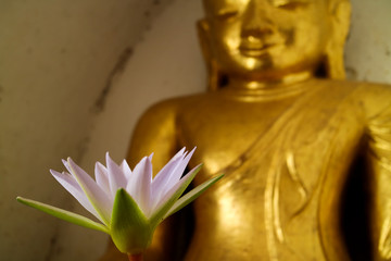 Lotus and Buddha