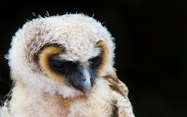 Owl bird of prey against black background close-up en face