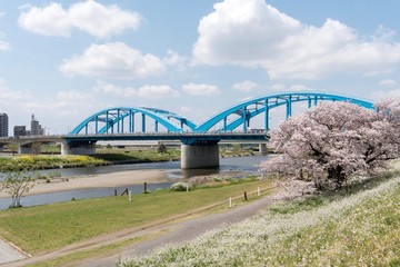 多摩川にかかる丸子橋と桜