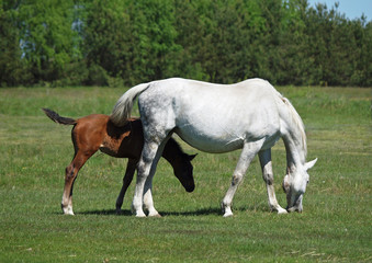Obraz premium Mare with a foal on a green meadow