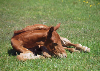 The red foal has a rest on a green lawn