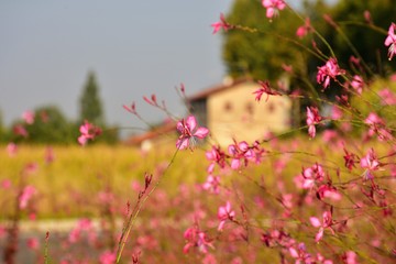 Casolare di camapagna con prato fiorito