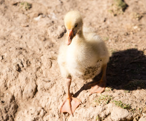Duck for a walk on the farm