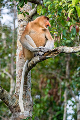 Naklejka premium Male of Proboscis Monkey sitting on a tree in the wild green rainforest on Borneo Island. The proboscis monkey (Nasalis larvatus) or long-nosed monkey, known as the bekantan in Indonesia