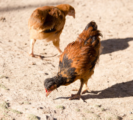 Chicken for a walk on the farm