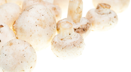 Mushrooms champignons on a white background