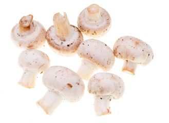 Mushrooms champignons on a white background