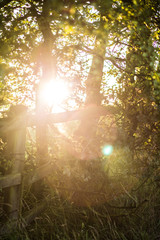 hedgerow sunrise