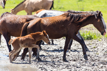 Horse on watering places on the lake