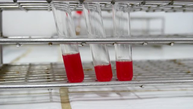 Close up blood in testube blood group testing concept.