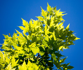 Green maple leaves on a tree in the nature