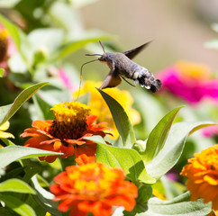 Butterfly in flight gathers nectar from flowers