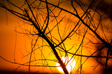 Silhouette of tree branches at the golden sunset