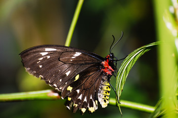 Fototapeta premium Blutterfly in Melbourne