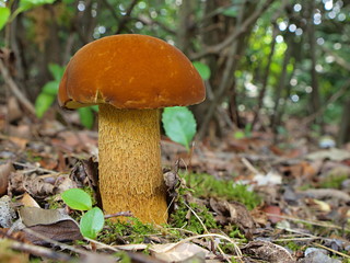 キアシヤマドリタケ