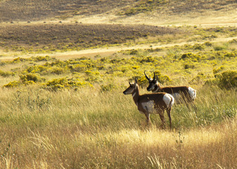 A Pronghorn buck and doe stand in a field of tall grass and sage brush in Yellowstone National Park, MT