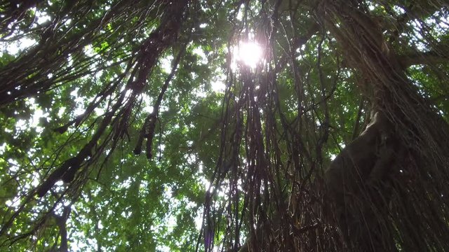 LOW ANGLE, CLOSE UP, LENS FLARE: Woody liana plants hanging from huge old tree in sunny Monkey Forest jungle in Ubud, Bali. Beautiful tangled vines on ancient banyan tree in tropical rainforest