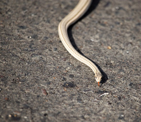 The snake crawls across the road in the city