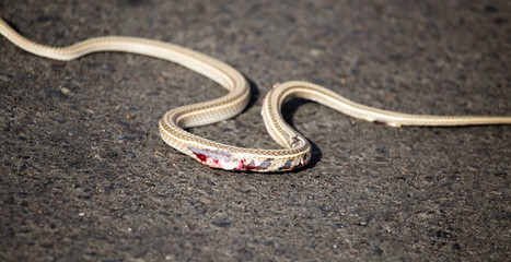 Auto crippled a snake on the road