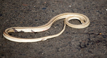 Auto crippled a snake on the road