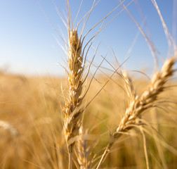Yellow ears of wheat against the blue sky