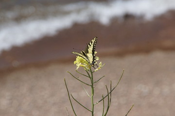 Желтая бабочка на берегу Байкала 
